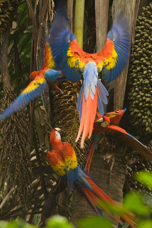 BAS39 - Scarlet Macaw Feeding Frenzy 2ﾠ©2008 Barbara Swanson